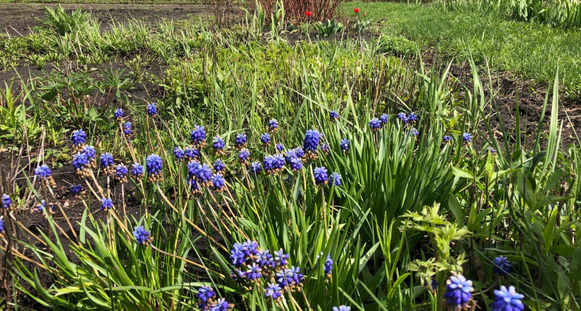 Это популярное растение у дачников теперь запретили выращивать: новое правило с 1 мая