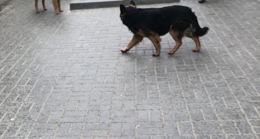 Пензенцы заметили стаю собак у торгового центра на Окружной