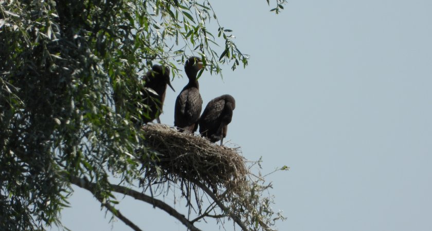 В Пензе редкие птицы начали создавать семейные гнезда
