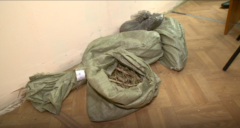 Полицейские нашли у жителя Пензенского района 117 кустов конопли 