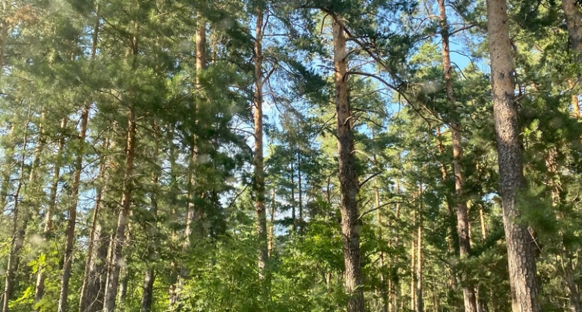 Газманов приедет сажать лес в Пензенской области 