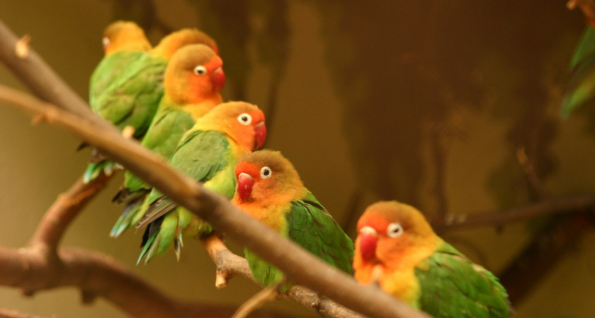 В зоопарке Пензы объявили акцию по созданию кормушек для птиц на зиму