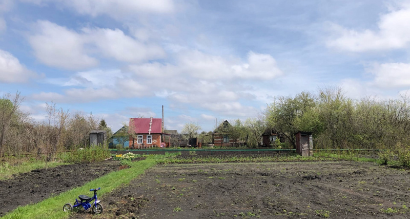 Это самое популярное растение у дачников теперь запретили выращивать: новое правило для россиян 