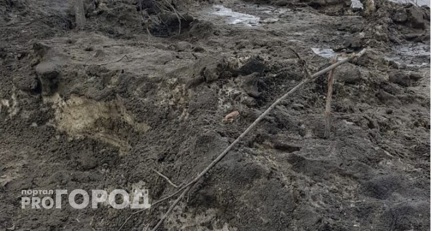 Зимой из-за чистки снега около парка 40 лет Победы в Пензе погубили молодые липы 