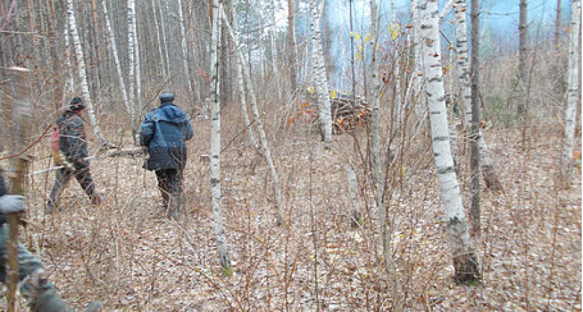 В дендрарии Морозова Пензенской области высадят более 1 300 деревьев-экзотов