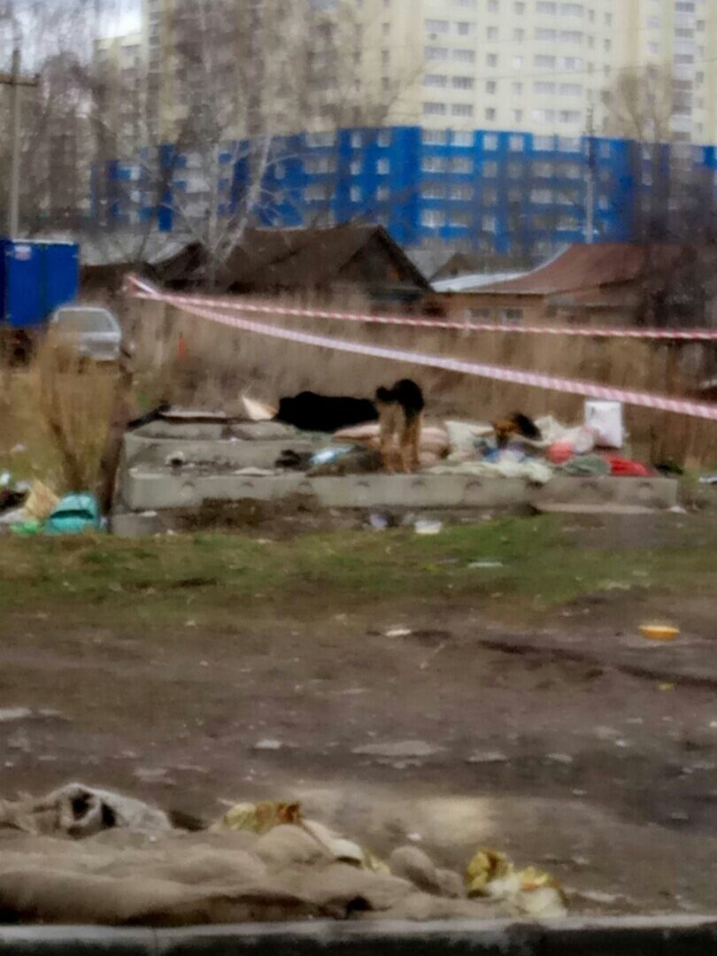 Собака в Терновке не отходит от места, где лежал завернутый в ковер труп ее хозяина