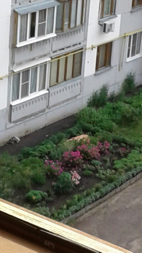 На улице Терновского обнаружено тело женщины, выпавшей из окна