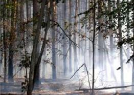 Два лесных пожара в Бессоновском районе тушили 19 часов