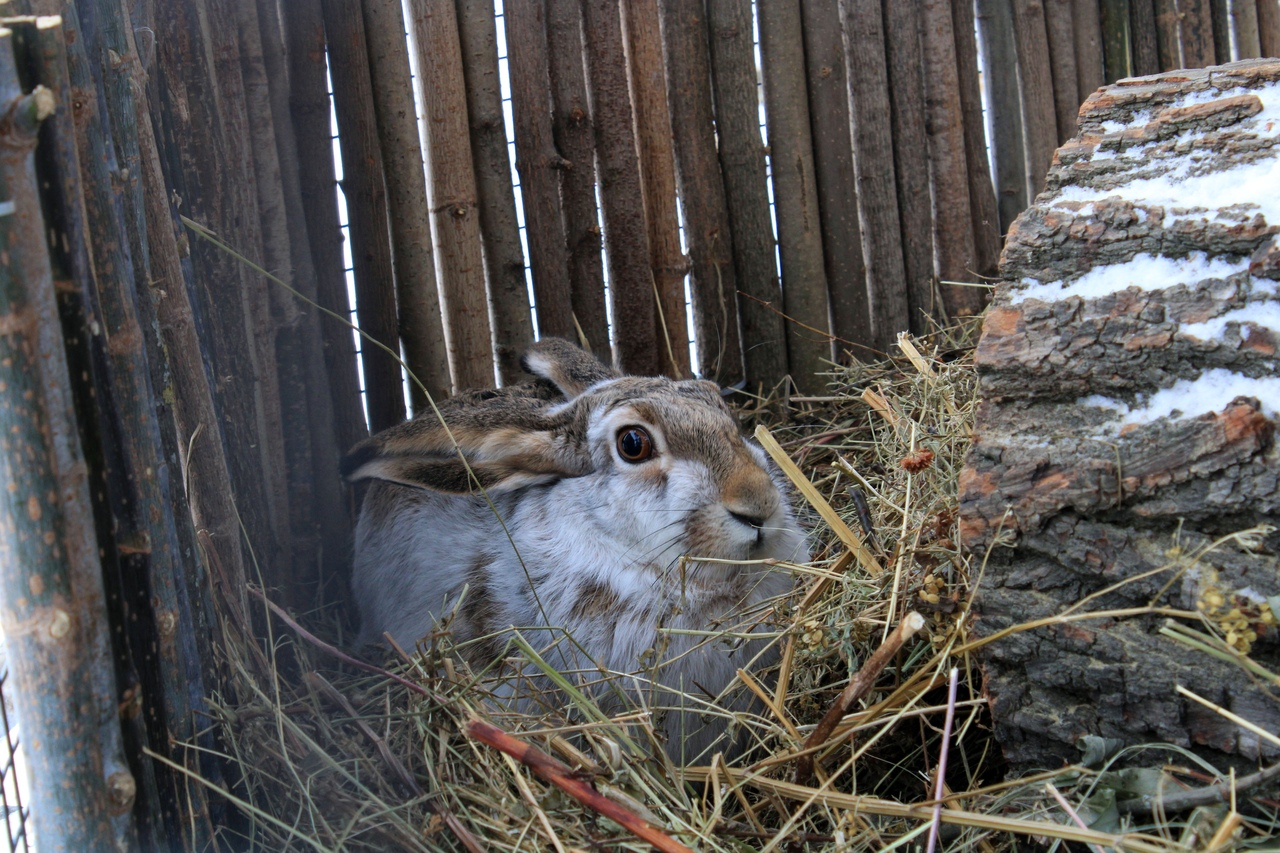 Заяц-русак в нашем зоопарке зимой попробовал стать белоснежным