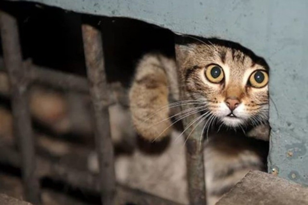 Котенка спасли из вентиляционной шахты пензенской многоэтажки