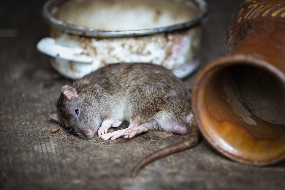 Какие болезни разносят помойные крысы по Пензе?