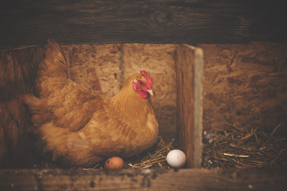 В Пензенской области курицы снесли более 17 миллионов яиц