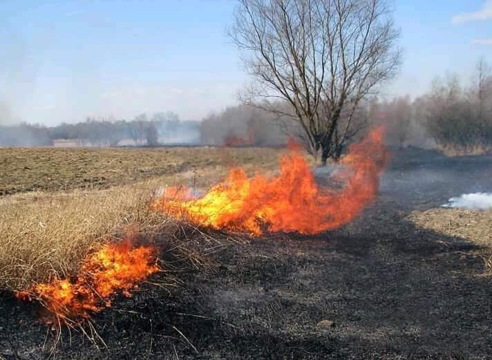"Кладбище диких животных": огонь в Пензенской области уничтожает природу