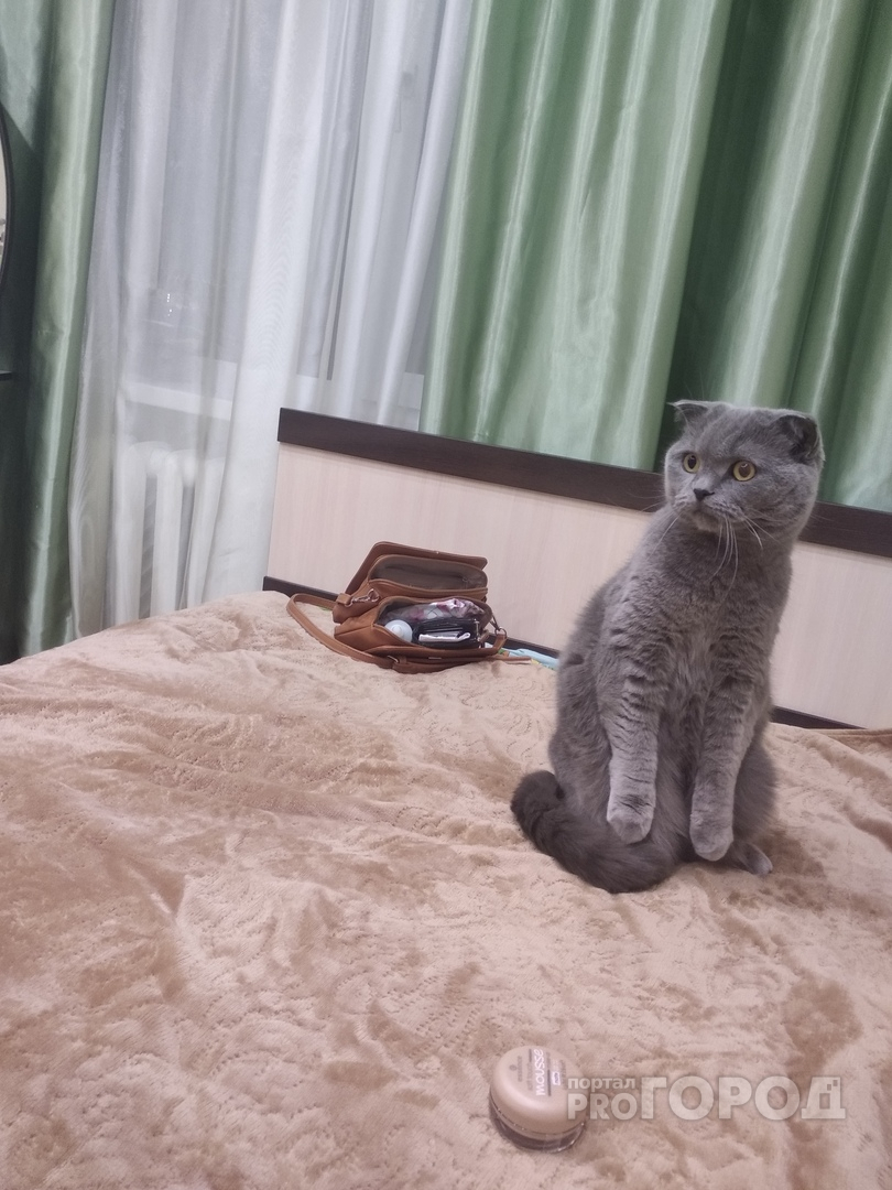 «Мурзик, мне страшно»: что увидел домашний кот в Пензе – видео
