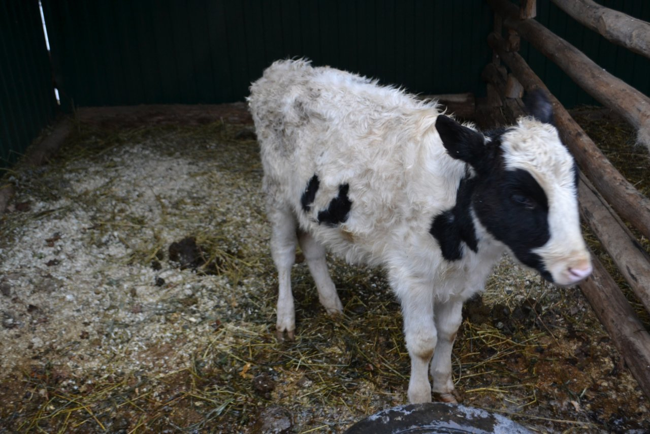 В 45 хозяйствах  в Чемодановке оставили умирать домашний скот