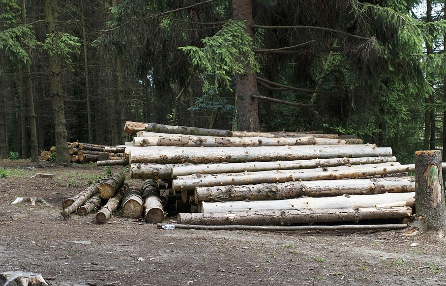 Черные лесорубы в Пензенской области вырубили леса на 800 тысяч рублей