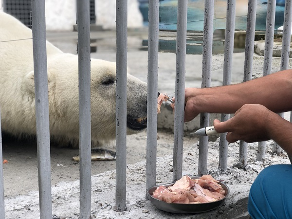 В Пензенском зоопарке медведя приучают чистить зубы