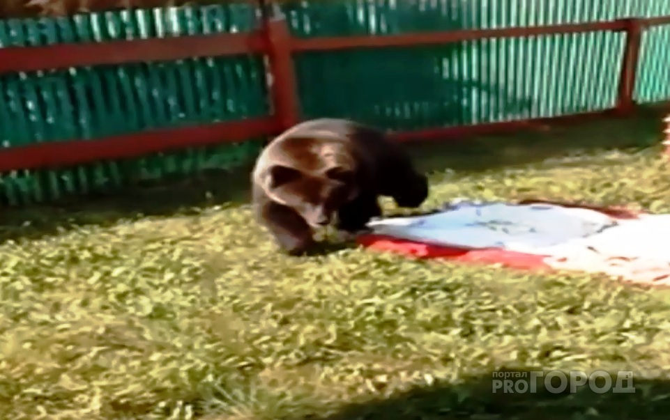 Пензенцы с замиранием сердца наблюдали за медведем из окна - видео