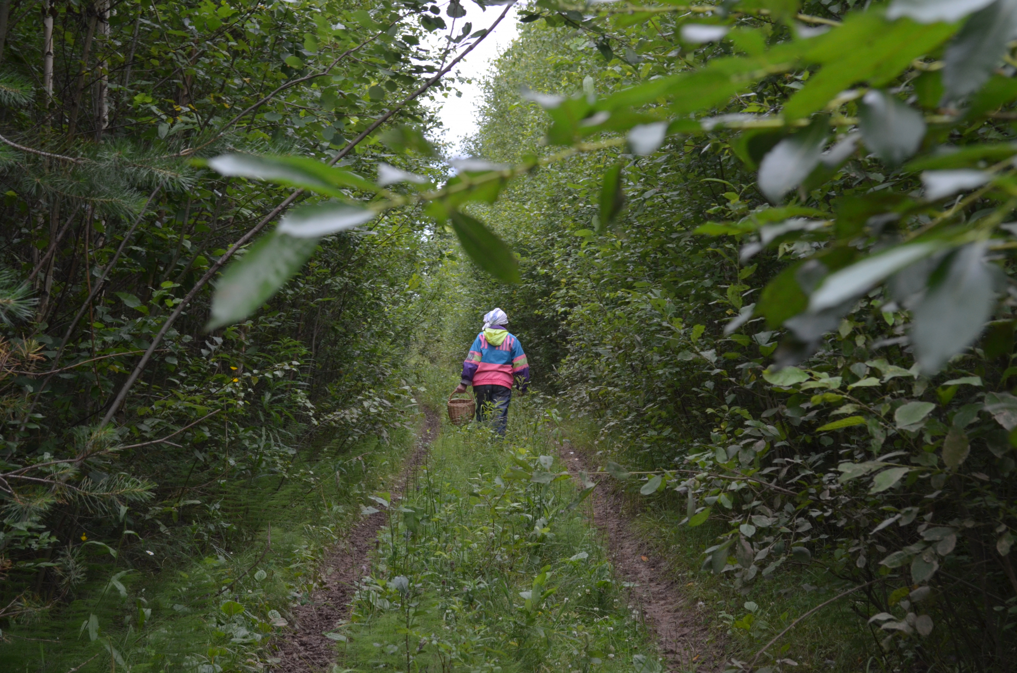 "Гламур в лесу поможет": спасатели советуют пензенцам ходить за грибами в яркой одежде