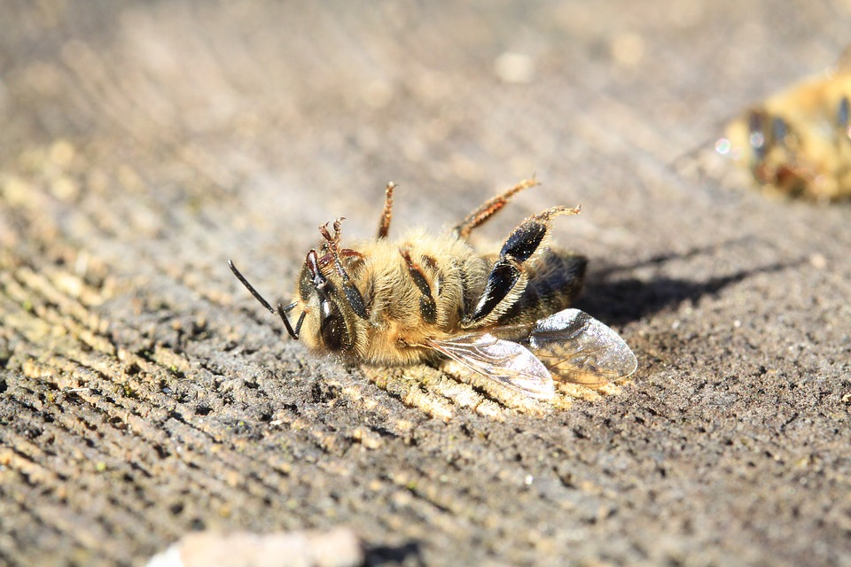 В Пензе пенсионерка, вернувшись домой, нашла мертвых пчел