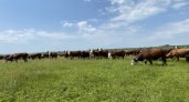 В Пензенской области уменьшилось поголовье крупного рогатого скота