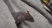 «Живут большими стаями»: пензячка пожаловалась на нашествие крыс на улице Кирова