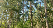Газманов приедет сажать лес в Пензенской области 