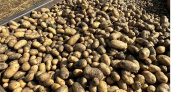 Рекордный урожай картофеля собрали в 2023 году пензенской колонии-поселения №12 