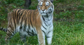 В пензенском зоопарке скончалась тигрица Констанция