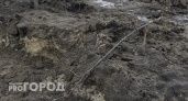 Зимой из-за чистки снега около парка 40 лет Победы в Пензе погубили молодые липы 