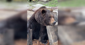 Пензенский зоопарк показал медведя Матвея, который в мыслях о высоком