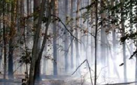 Два лесных пожара в Бессоновском районе тушили 19 часов