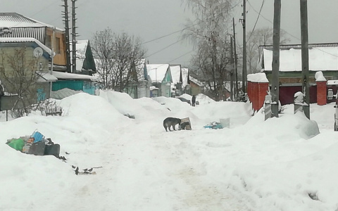 Смрад и хаос: в Кузнецке бродячие псы растаскивают мусор