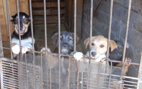 «Живущие в клетках собаки и желтые потолки»: пензячка о соседстве с питомником