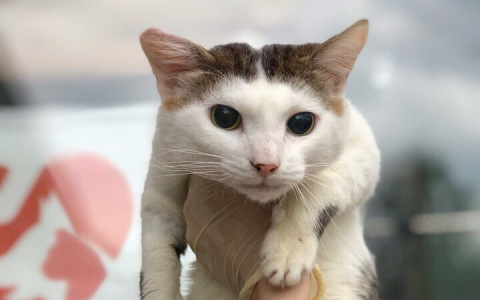 "Не мог даже моргать": пензенские волонтеры вылечили травмированного кота