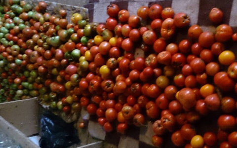 "Защищаются от вредителей": пензенцам рассказали, чем помидоры опасны для здоровья
