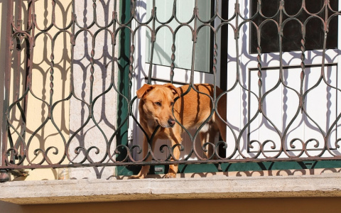 В Пензе мужчину наказали за выброшенную из окна собаку